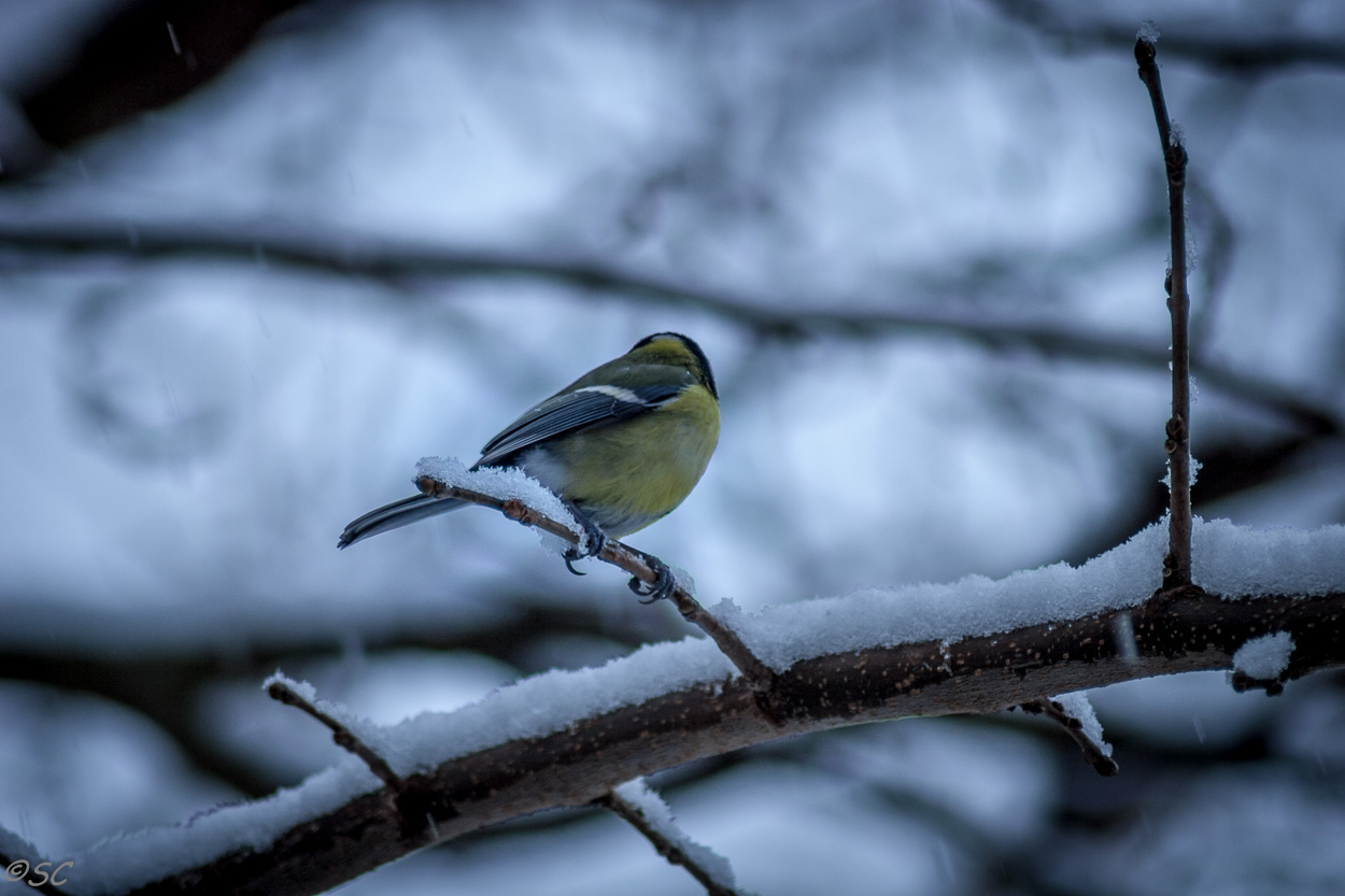 La mésange et la neige