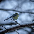 La mésange et la neige