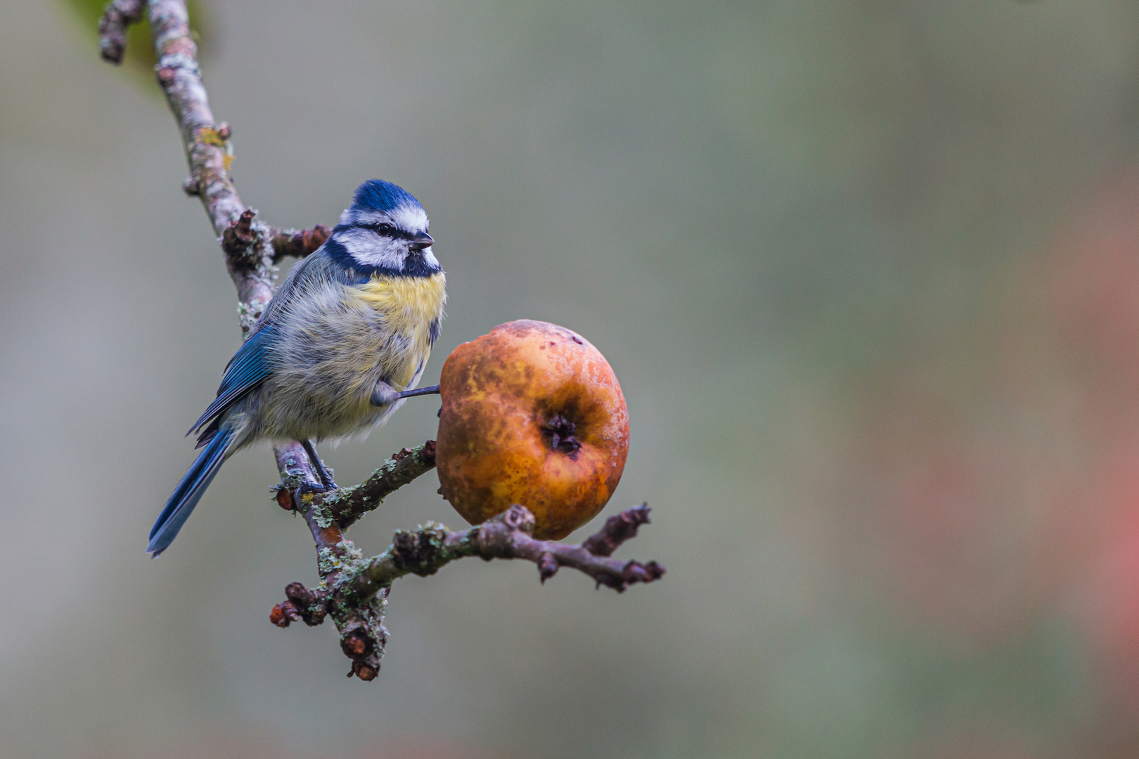 La Mésange et la pomme