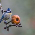 La Mésange et la pomme