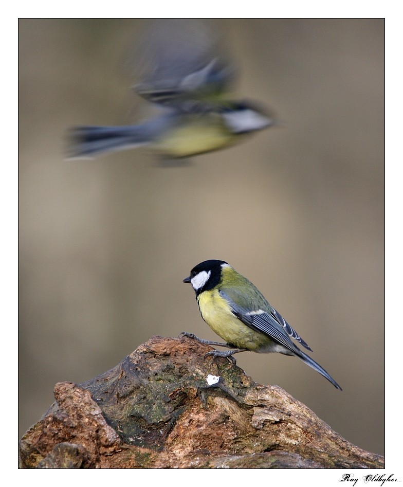 la mésange et son ame