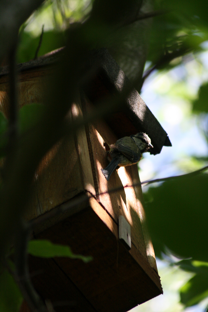 La mésange et son nid