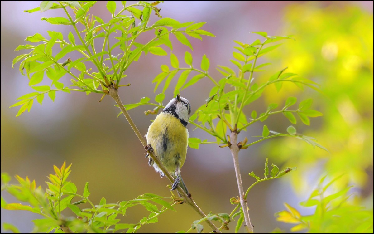 La mésange