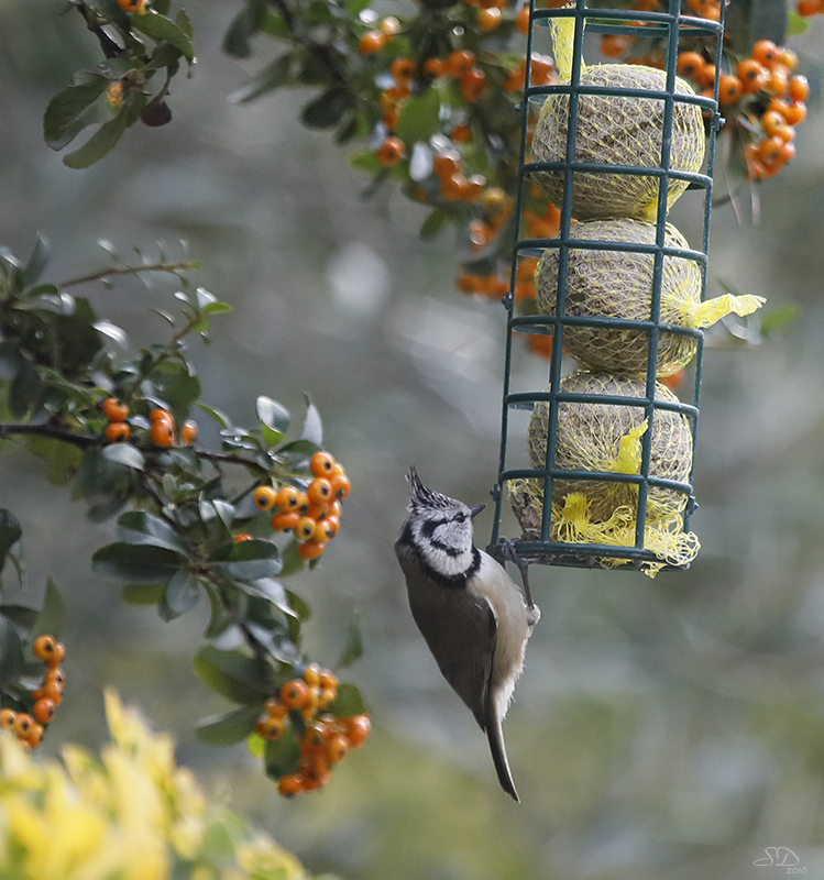 La mésange huppée