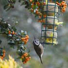 La mésange huppée