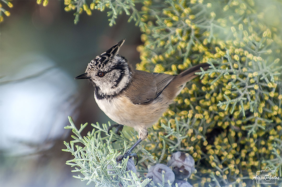 La Mésange Huppée ce matin