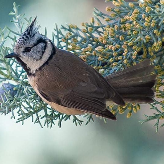 La Mésange Huppée sur l'arbre devant ma fenêtre 