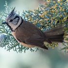 La Mésange Huppée sur l'arbre devant ma fenêtre 