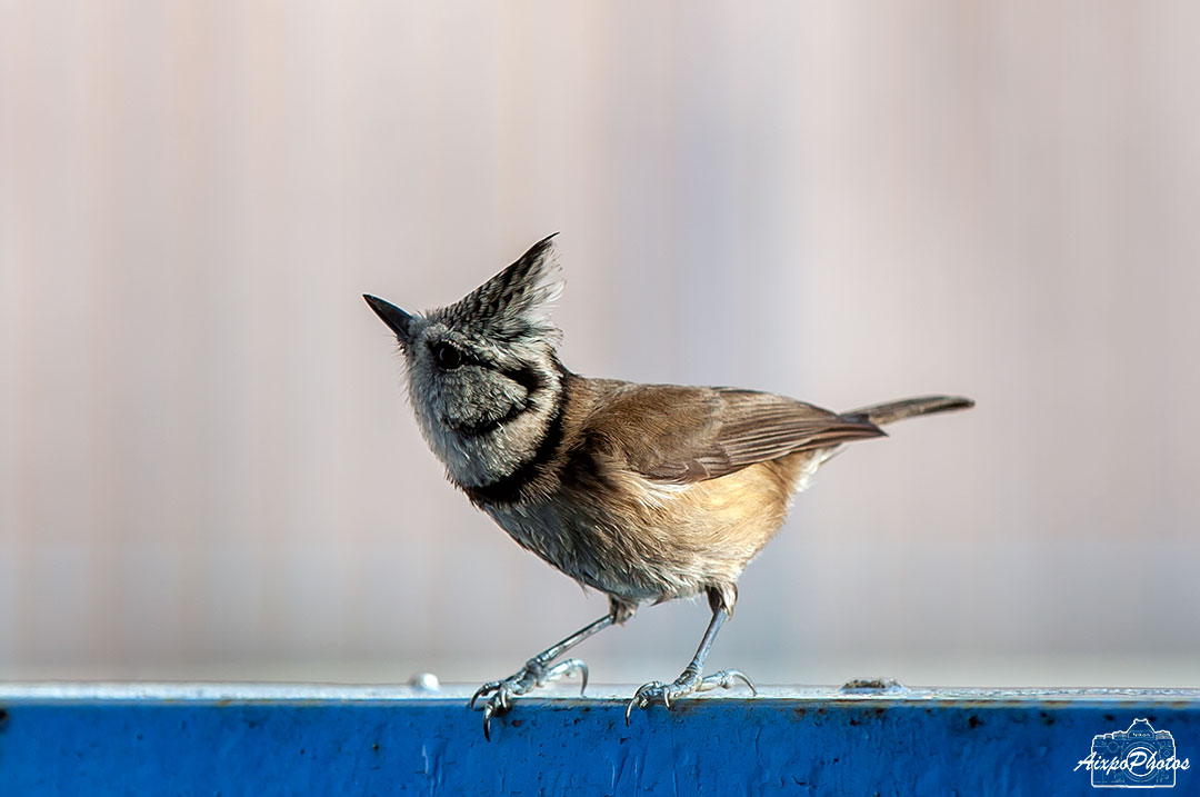 La Mésange Huppée sur le balcon ce matin