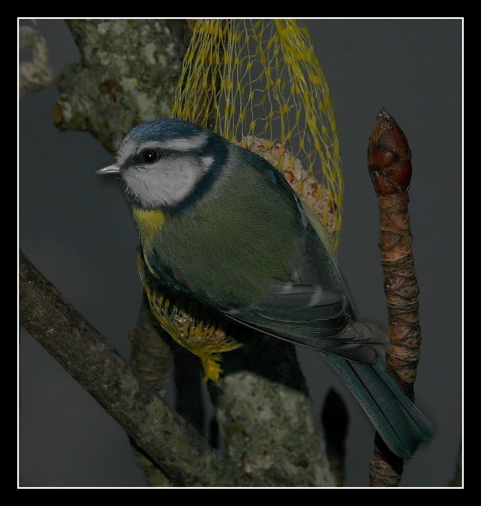 " La mésange non agréssée pendant cinq secondes "