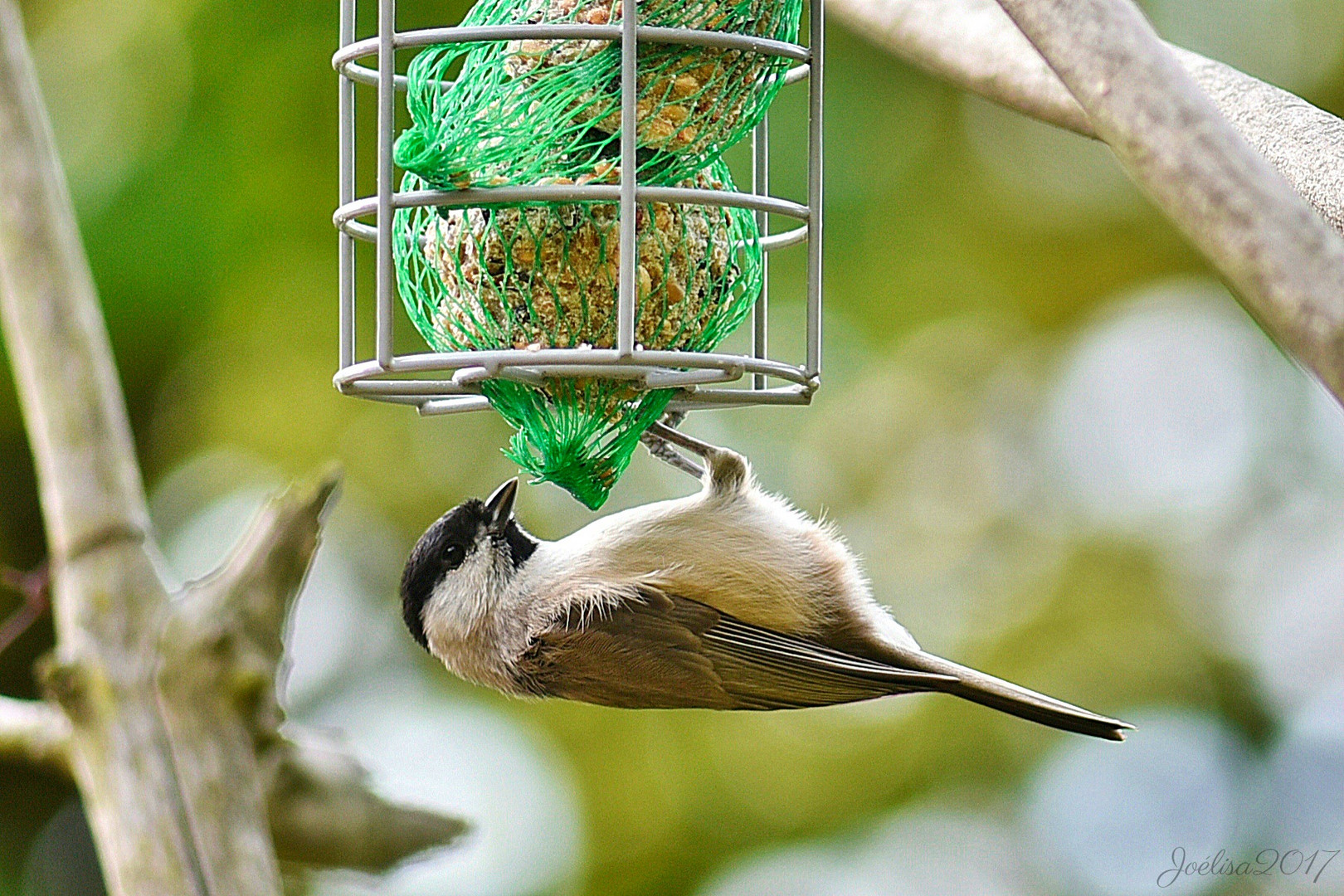 ~~ La Mésange Nonette équilibriste !! ~~