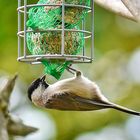 ~~ La Mésange Nonette équilibriste !! ~~