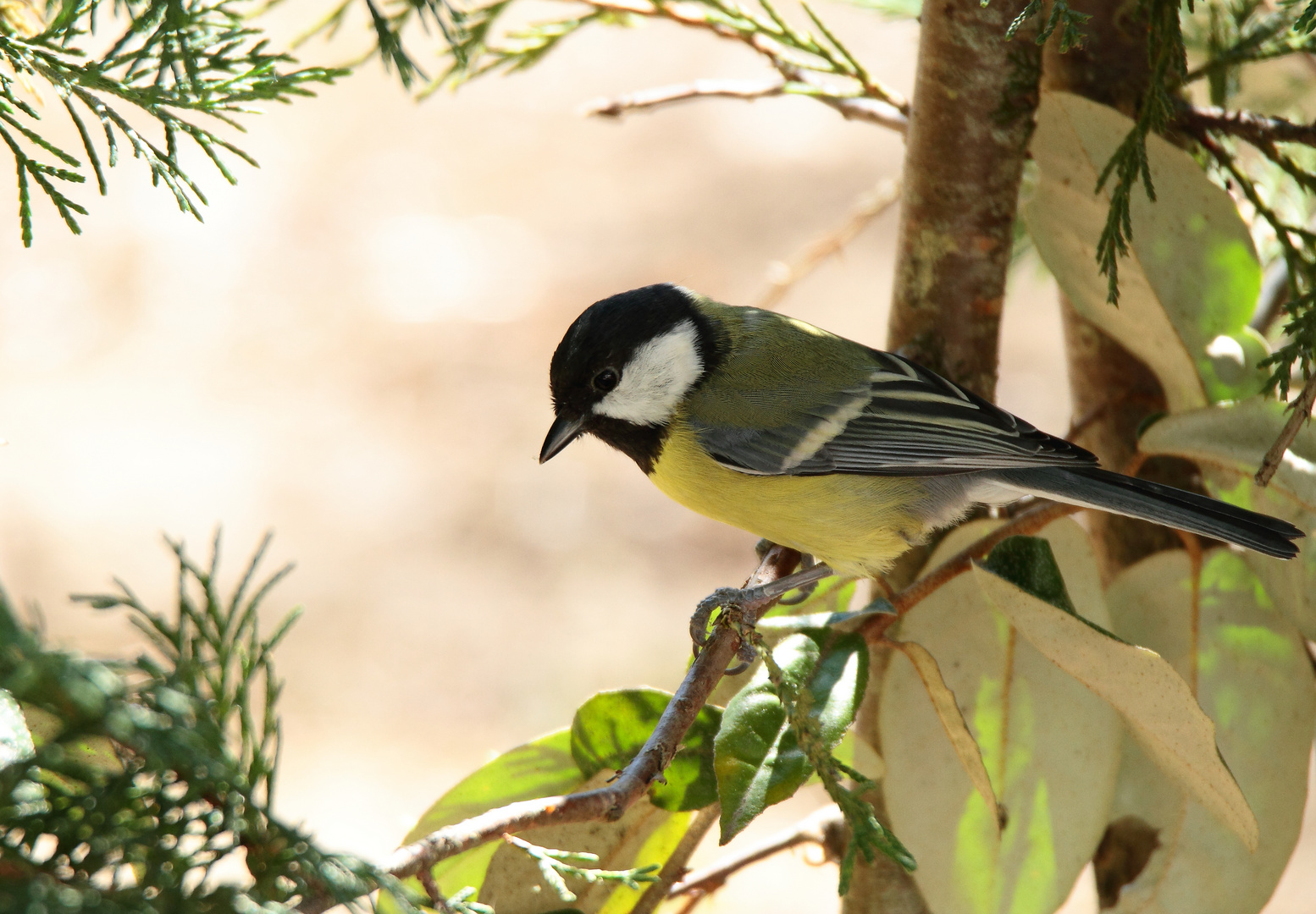 la mésange songeuse