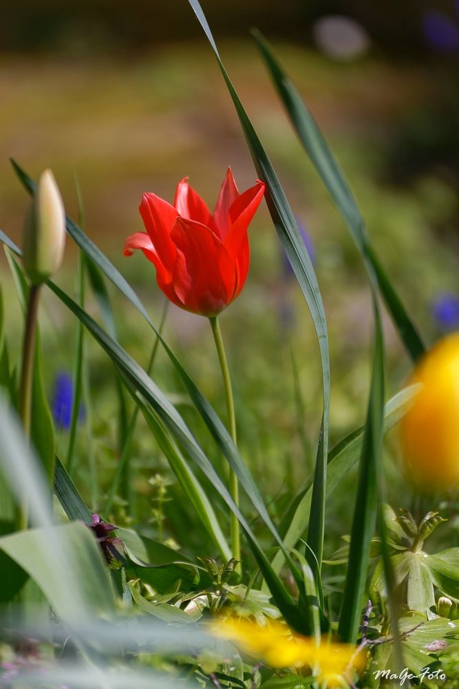 La messagère du printemps rouge / Die rote Fühlingsbotin 