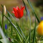 La messagère du printemps rouge / Die rote Fühlingsbotin 