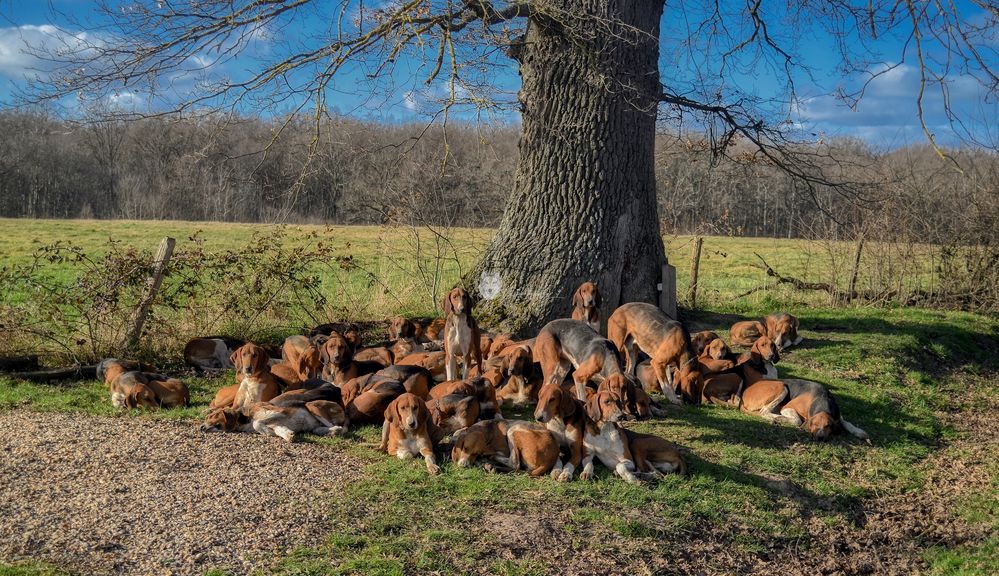 La Meute au repos 