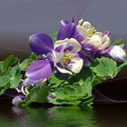 La mia Aquilegia.....