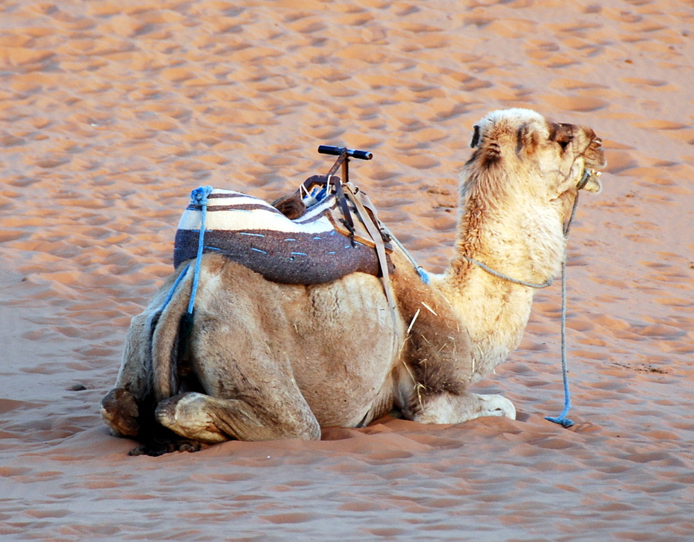 la mia barca da deserto