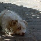 la mia cagnolina Meggy