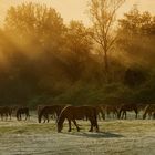 la mia "Camargue"