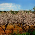 La mia cittadina in fiore