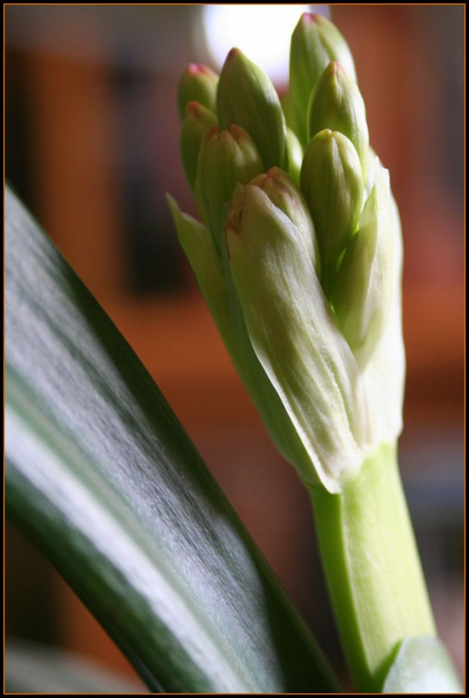 la mia clivia sta sbocciando....