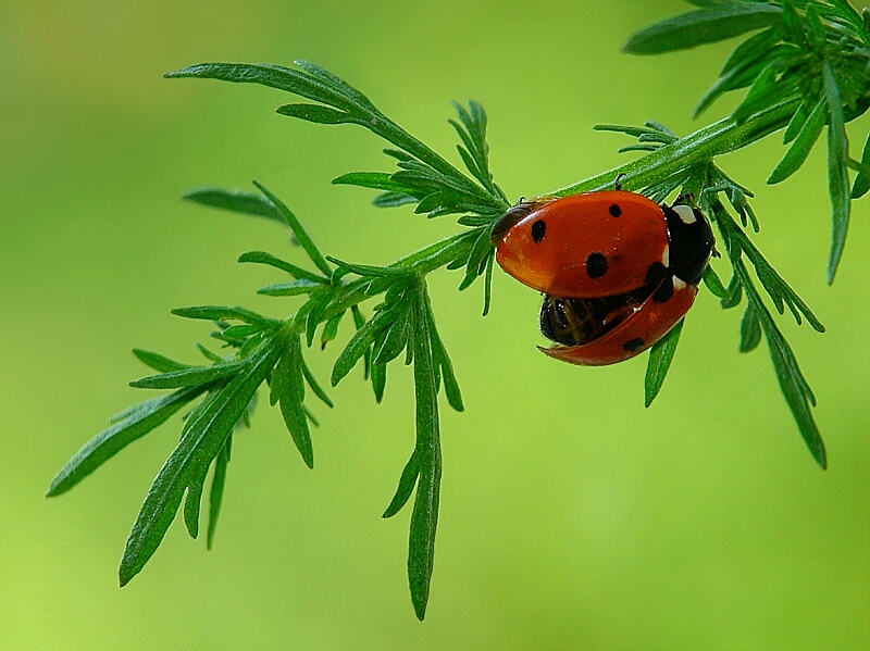 La mia coccinella