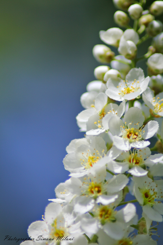 La mia dolce primavera ....