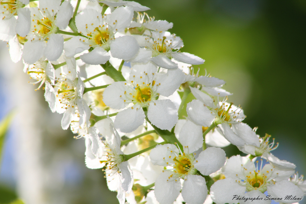 La mia dolce primavera ... parte 3^