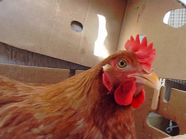 la mia gallina