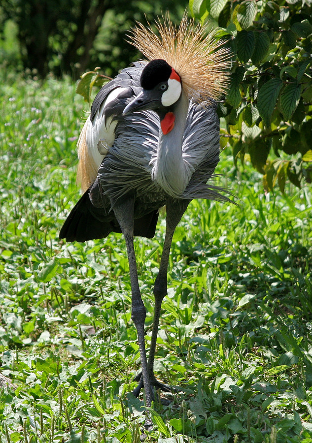 la "mia" gru coronata