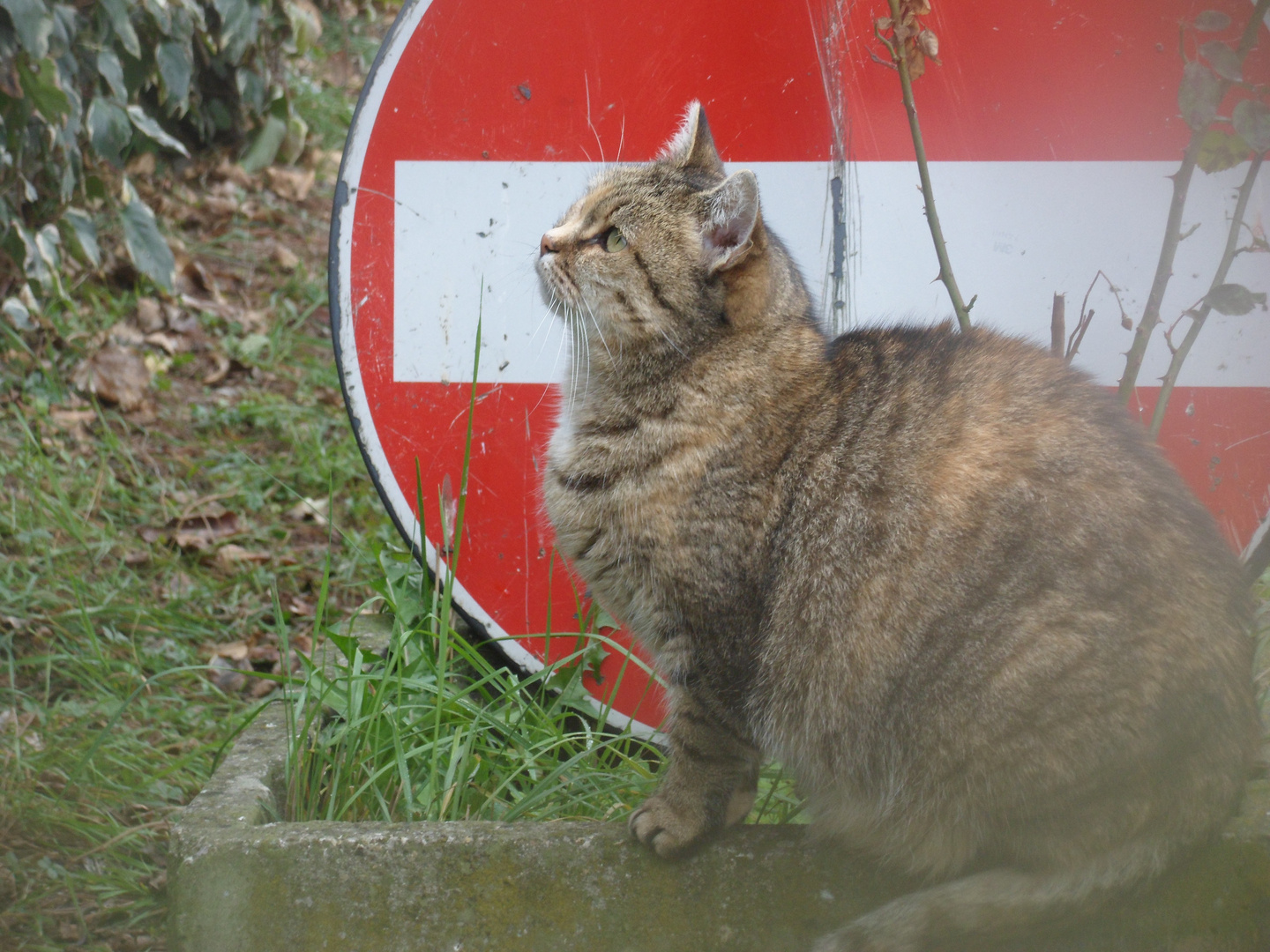 La mia micia in posa