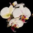 La mia orchidea speciale