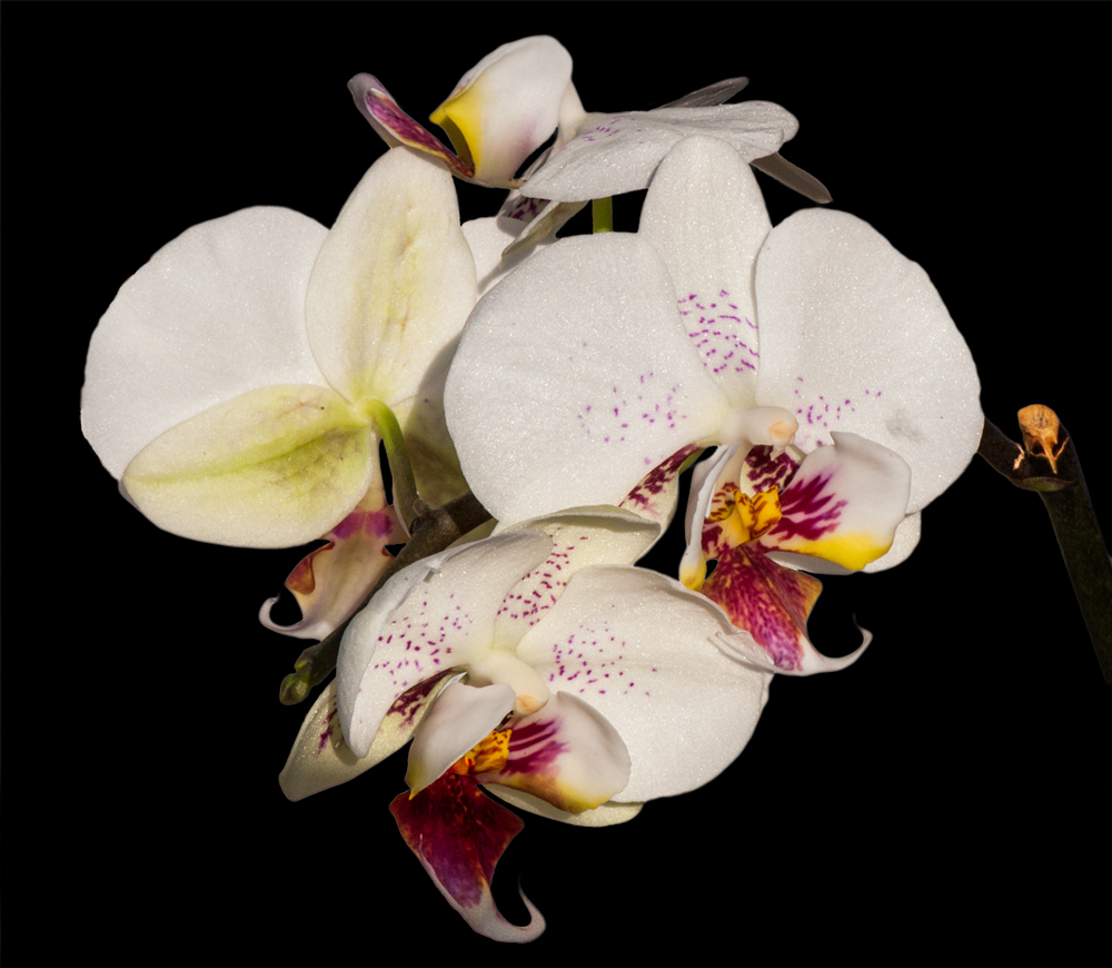 La mia orchidea speciale