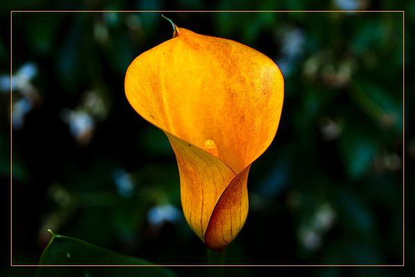 ...la mia prima Calla....