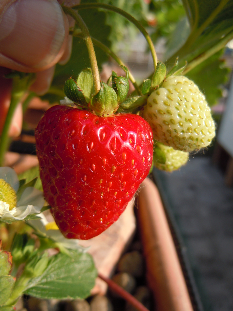 la mia prima fragola in terrazzo