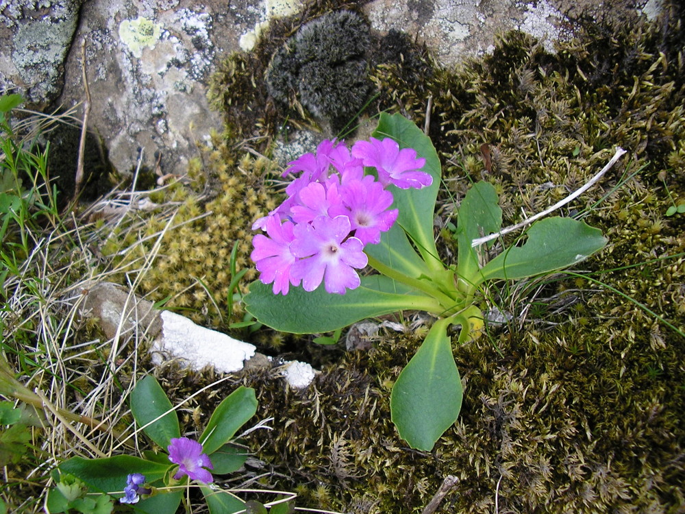 La mia prima Primula Appenninica