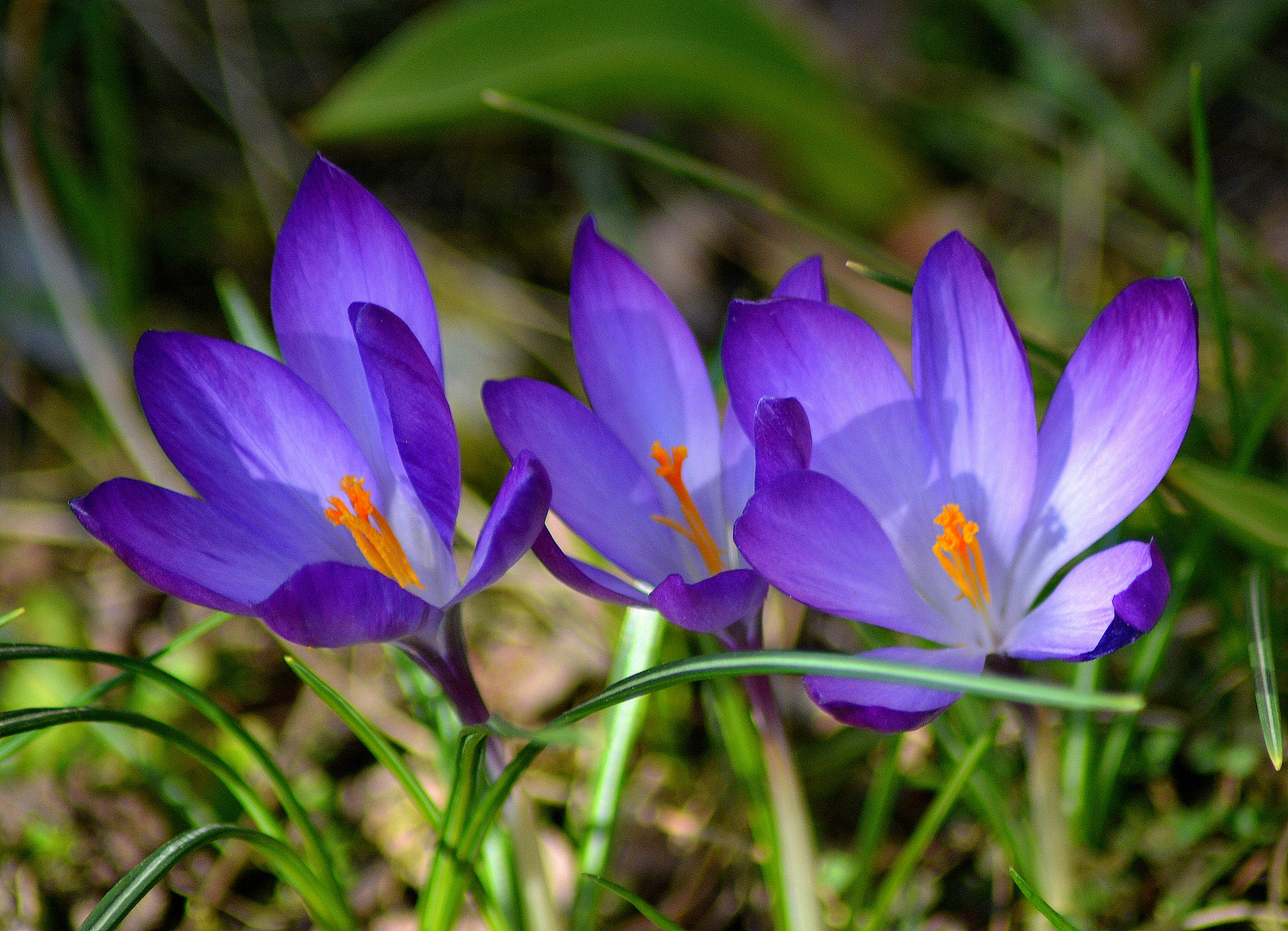 La mia primavera