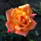 La mia rosa preferita