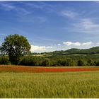 La mia Toscana