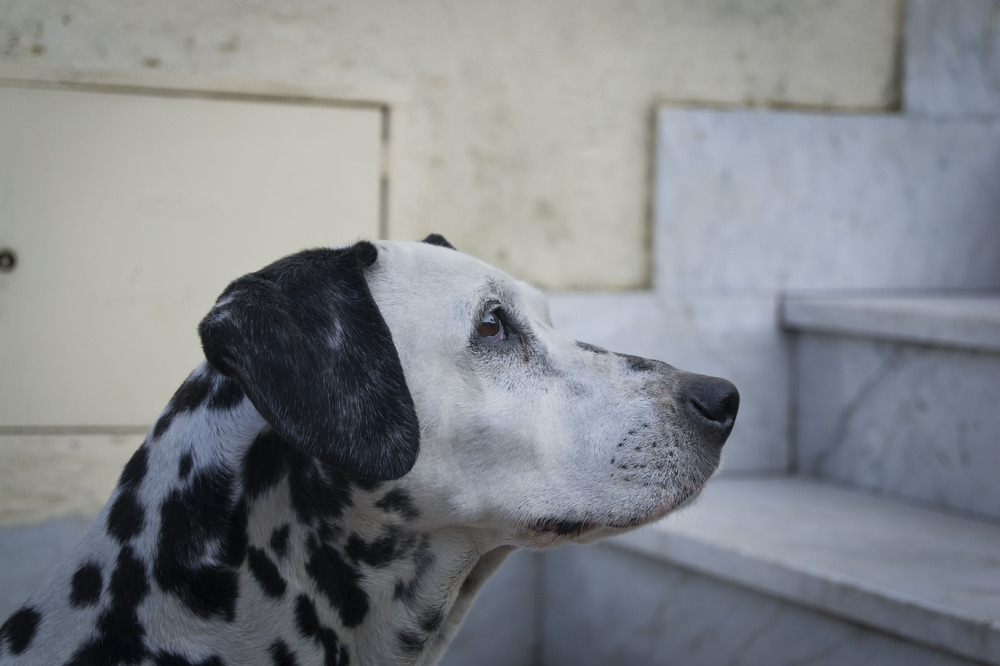 La mia vecchietta dodici anni ma sempre da primo piano...