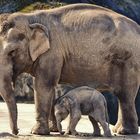 La Min Kyaw, Zoo Köln