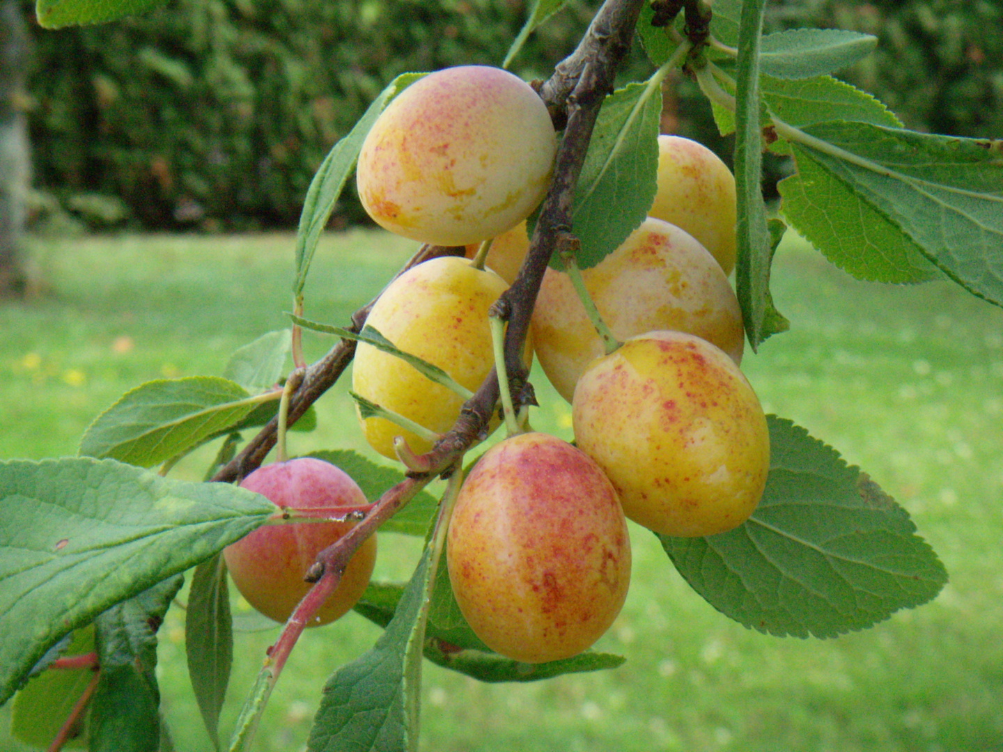 la mirabelle de Metz...