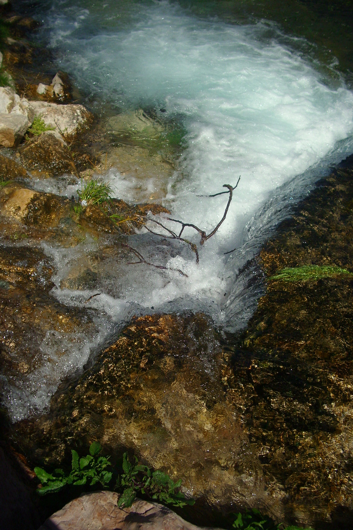 la mirada bajo el árbol