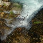 la mirada bajo el árbol