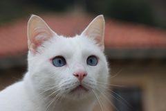 La Mirada