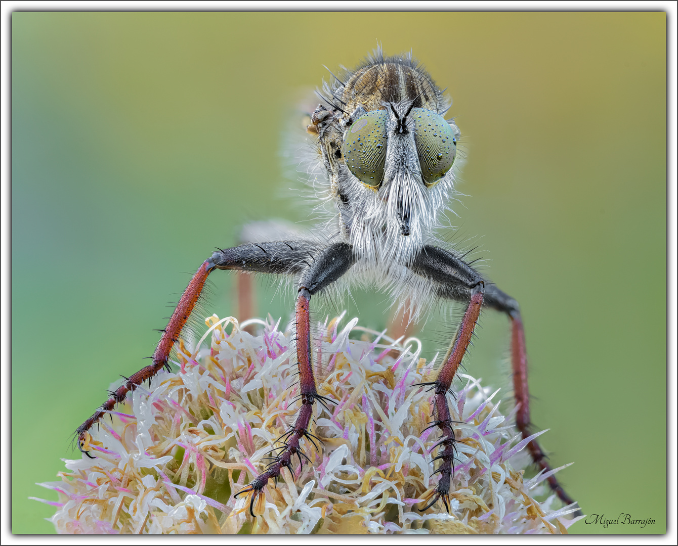 La mirada de la cazadora (Asilidae)