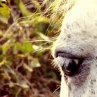 La mirada de un animal