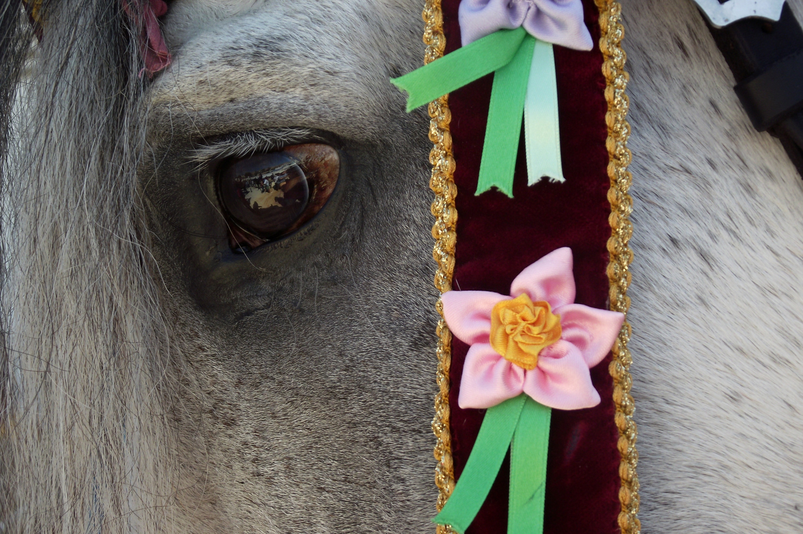 La mirada del caballo