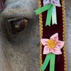 La mirada del caballo